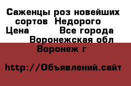 Саженцы роз новейших сортов. Недорого. › Цена ­ 350 - Все города  »    . Воронежская обл.,Воронеж г.